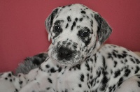CHIOT collier turquoise