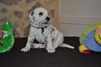 CHIOT collier bleu foncé 