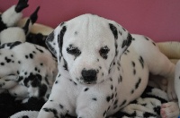 CHIOT collier bleu ciel 