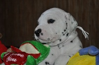 CHIOT collier blanc 