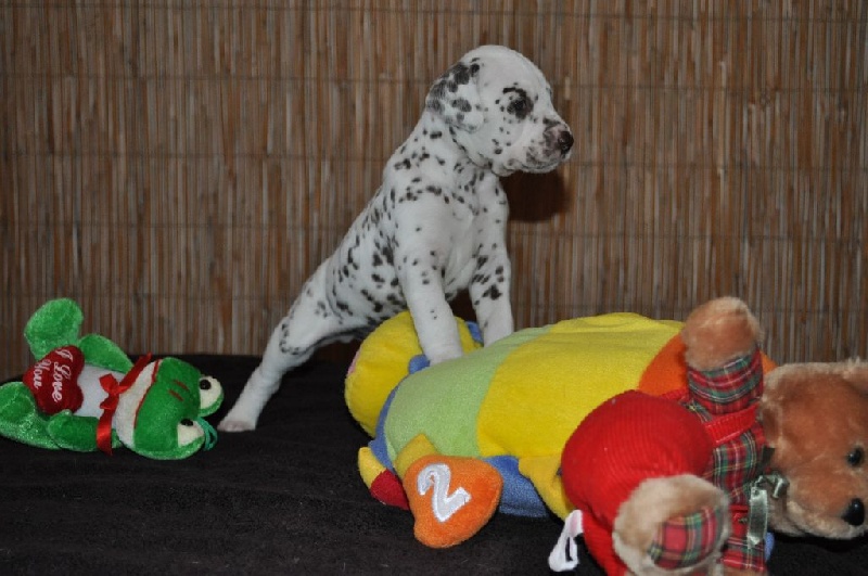 des perles d'ecume - Dalmatien - Portée née le 30/12/2014